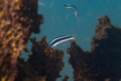 Thalassoma amblycephalus