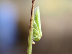 Batracomorphus