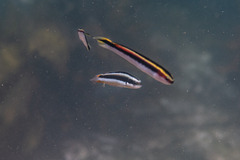 Thalassoma amblycephalus