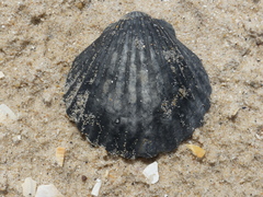 Pecten fumatus