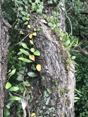 Pyrrosia eleagnifolia