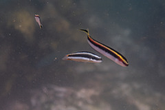Thalassoma amblycephalus