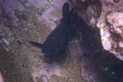 Parma oligolepis