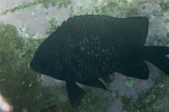 Parma oligolepis