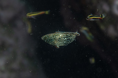 Anampses caeruleopunctatus