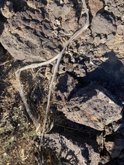Masticophis taeniatus