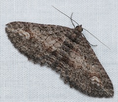 Eucymatoge
