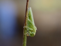 Batracomorphus