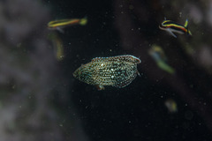 Anampses caeruleopunctatus