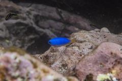 Pomacentrus coelestis