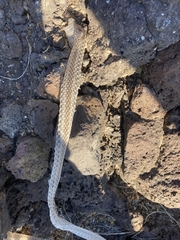 Masticophis taeniatus