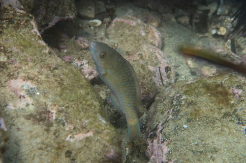 Blue-barred Parrotfish