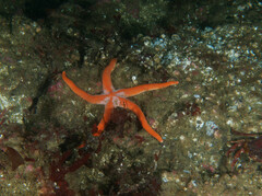 Henricia