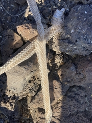 Masticophis taeniatus