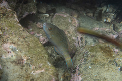 Scarus ghobban