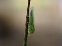 Batracomorphus