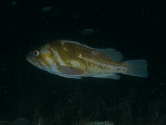 Sebastes caurinus