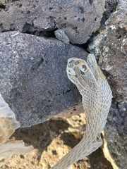 Masticophis taeniatus