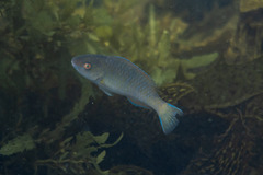 Scarus ghobban