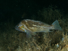 Sebastes caurinus