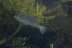 Scarus ghobban