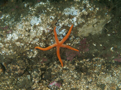 Henricia