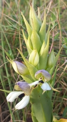 Disa cornuta
