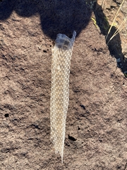 Masticophis taeniatus