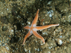 Henricia