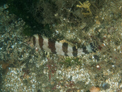 Oxylebius pictus