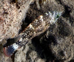 Cheilinus chlorourus