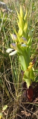 Disa cornuta