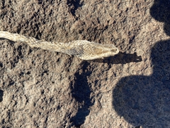 Masticophis taeniatus
