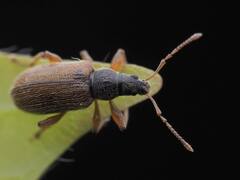 Phyllobius oblongus