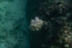 Pyura spinifera