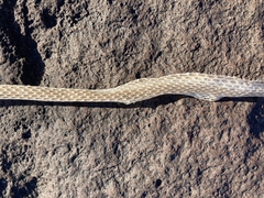 Masticophis taeniatus