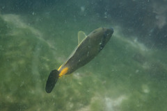 Meuschenia flavolineata