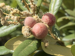 Chrysolepis chrysophylla minor