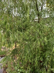 Salix mucronata