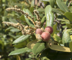 Chrysolepis chrysophylla minor