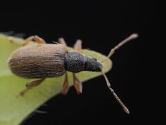 Phyllobius oblongus
