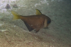 Pempheris compressa