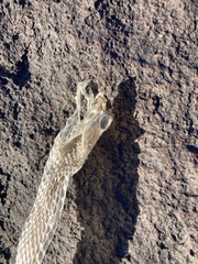 Masticophis taeniatus