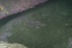 Ostorhinchus limenus