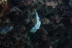 Doriprismatica atromarginata