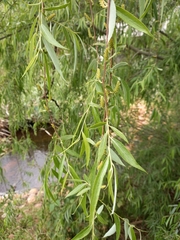 Salix mucronata