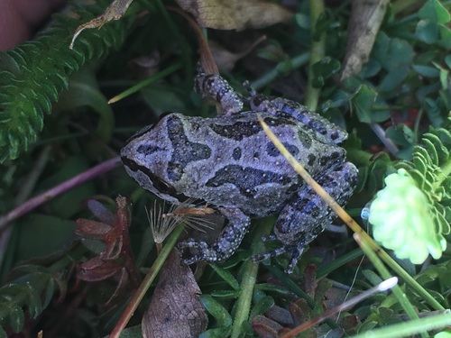 iNaturalist observation photo of Pacific chorus frog