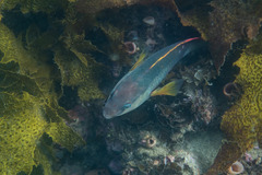 Notolabrus gymnogenis