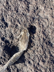 Masticophis taeniatus