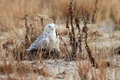 Bubo scandiacus